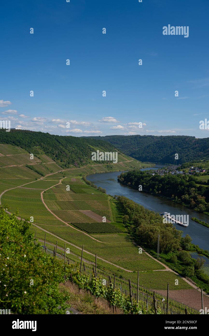 Con la bicicletta sulla pista ciclabile attraverso la campagna Lungo il fiume Mosella in Renania-Palatinato da Treviri a Coblenza poll Foto Stock