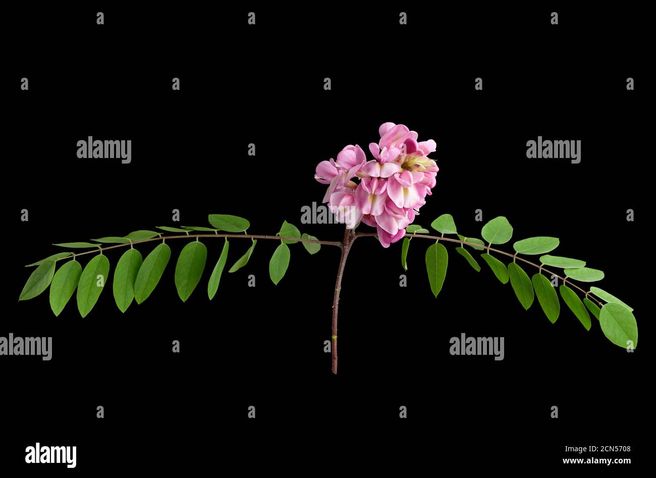 Ramo fiorito Robinia neomexicana con infiorescenza rosa Foto Stock