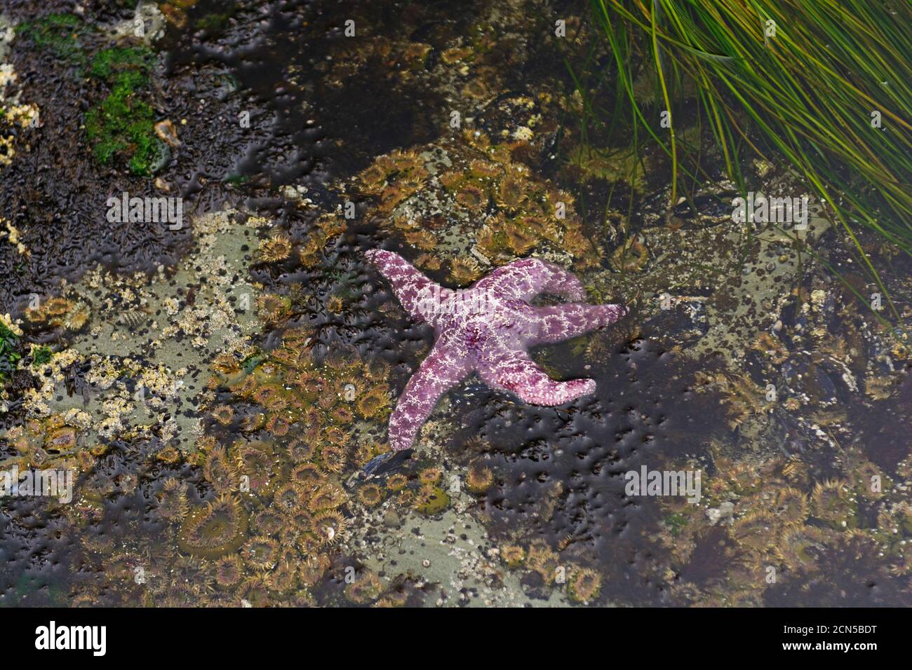 Stella del mare viola a bassa marea sulla costa di Oregon vicino a Capo Arago Foto Stock