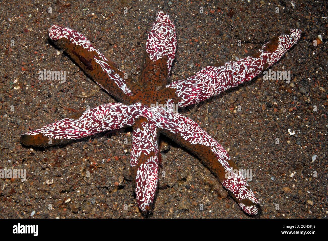 Ctenophore, o gelatine comb, Coeloplana astericola, che vive su una stella del mare, Echinaster luzonicus. Tulamben, Bali, Indonesia. Foto Stock