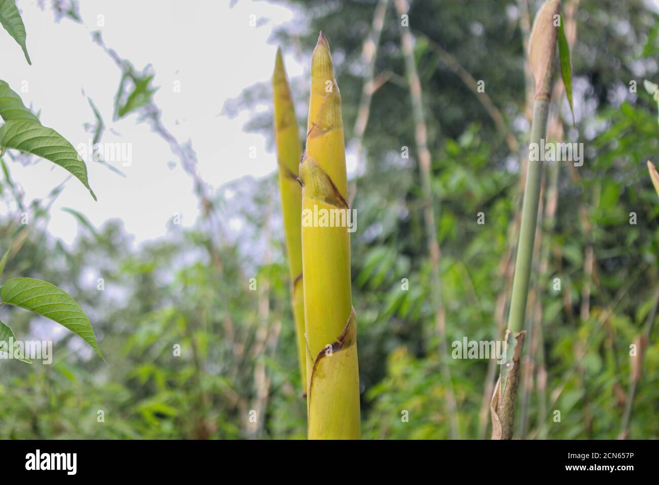 Bambù sparare nella natura della foresta, paesi asiatici cibo popolare Foto Stock