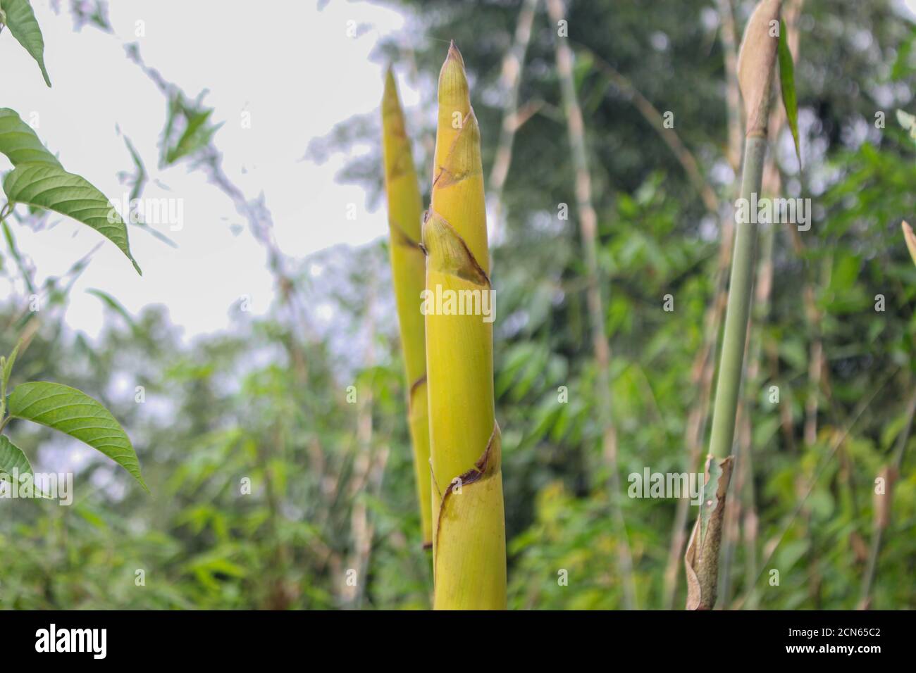 Bambù sparare nella natura della foresta, paesi asiatici cibo popolare Foto Stock