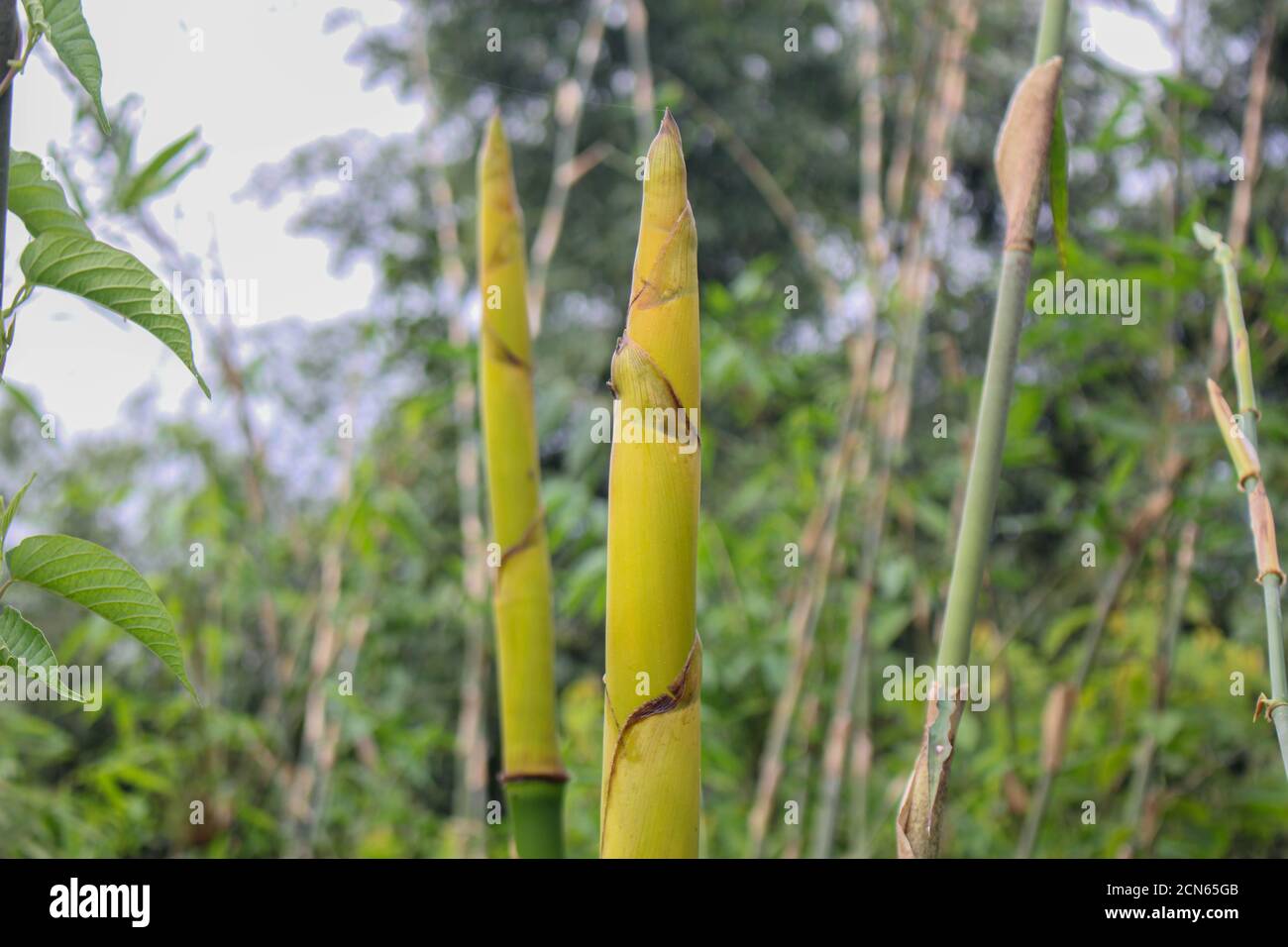 Bambù sparare nella natura della foresta, paesi asiatici cibo popolare Foto Stock