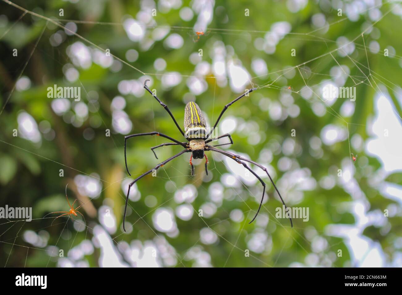 Spider, Spider che si siede sulla rete, ragno grande, ragno in immagini asis Foto Stock