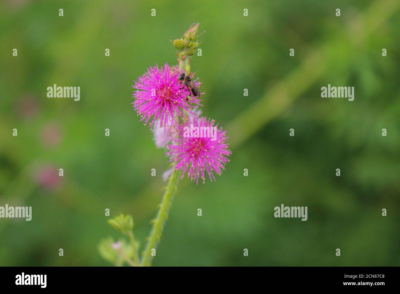 Bel fiore di spina, fiore rosa, fiore in asia immagini Foto Stock