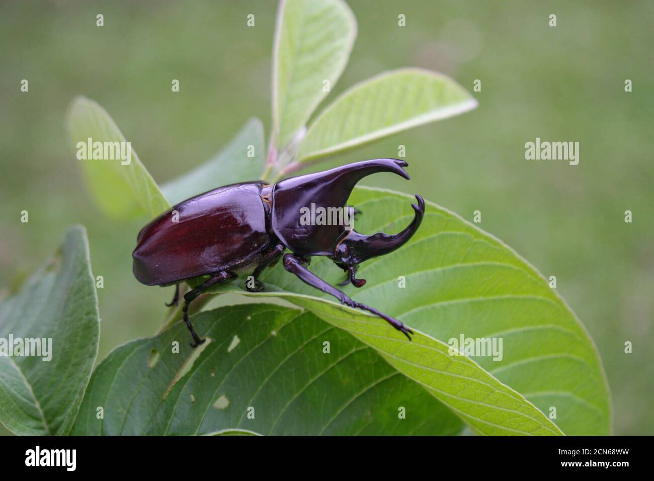 Corno beetlel, Rhino beetlel, corno beetlel sulla foglia in natura Foto Stock