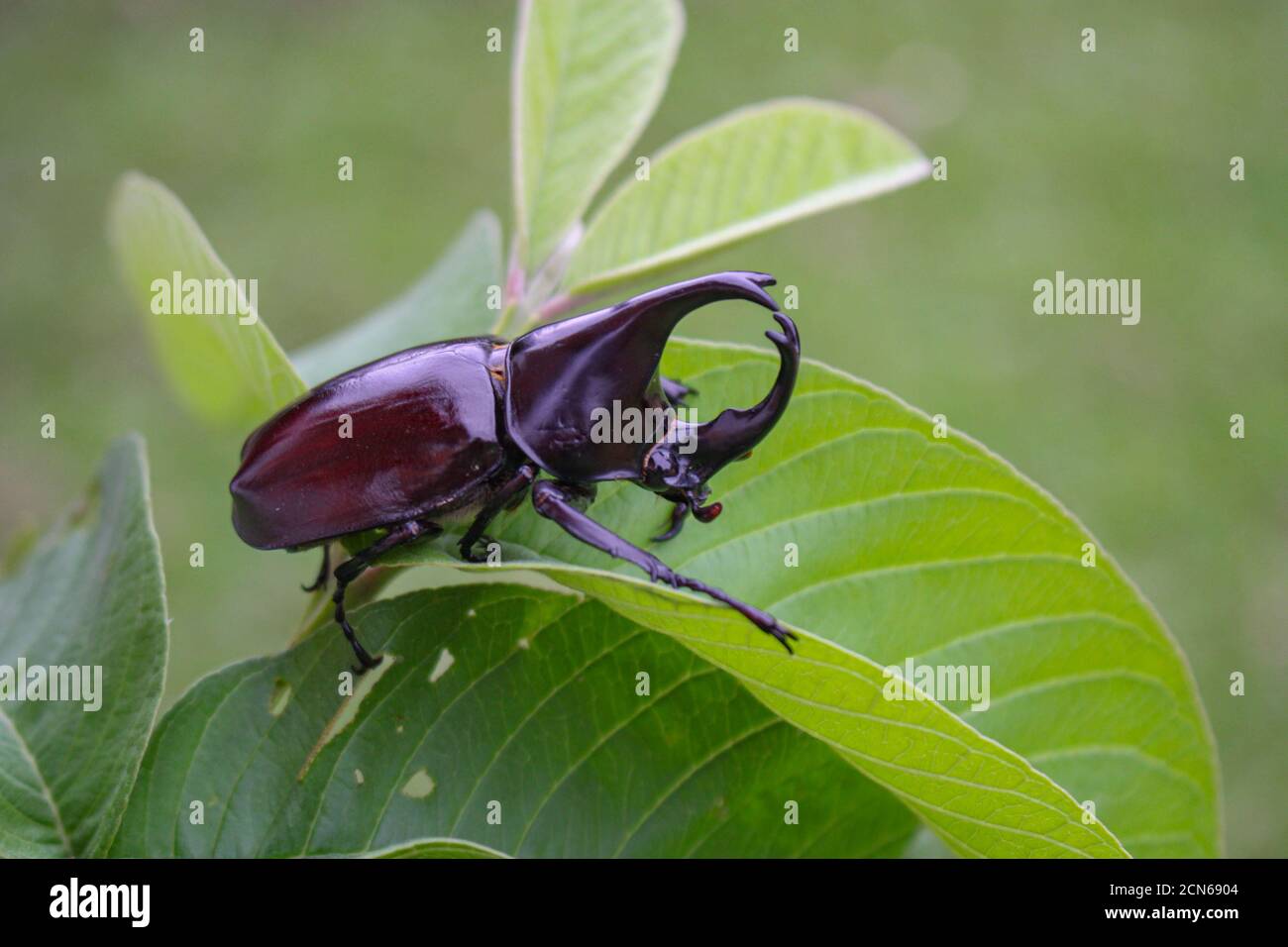 Corno beetlel, Rhino beetlel, corno beetlel sulla foglia in natura Foto Stock