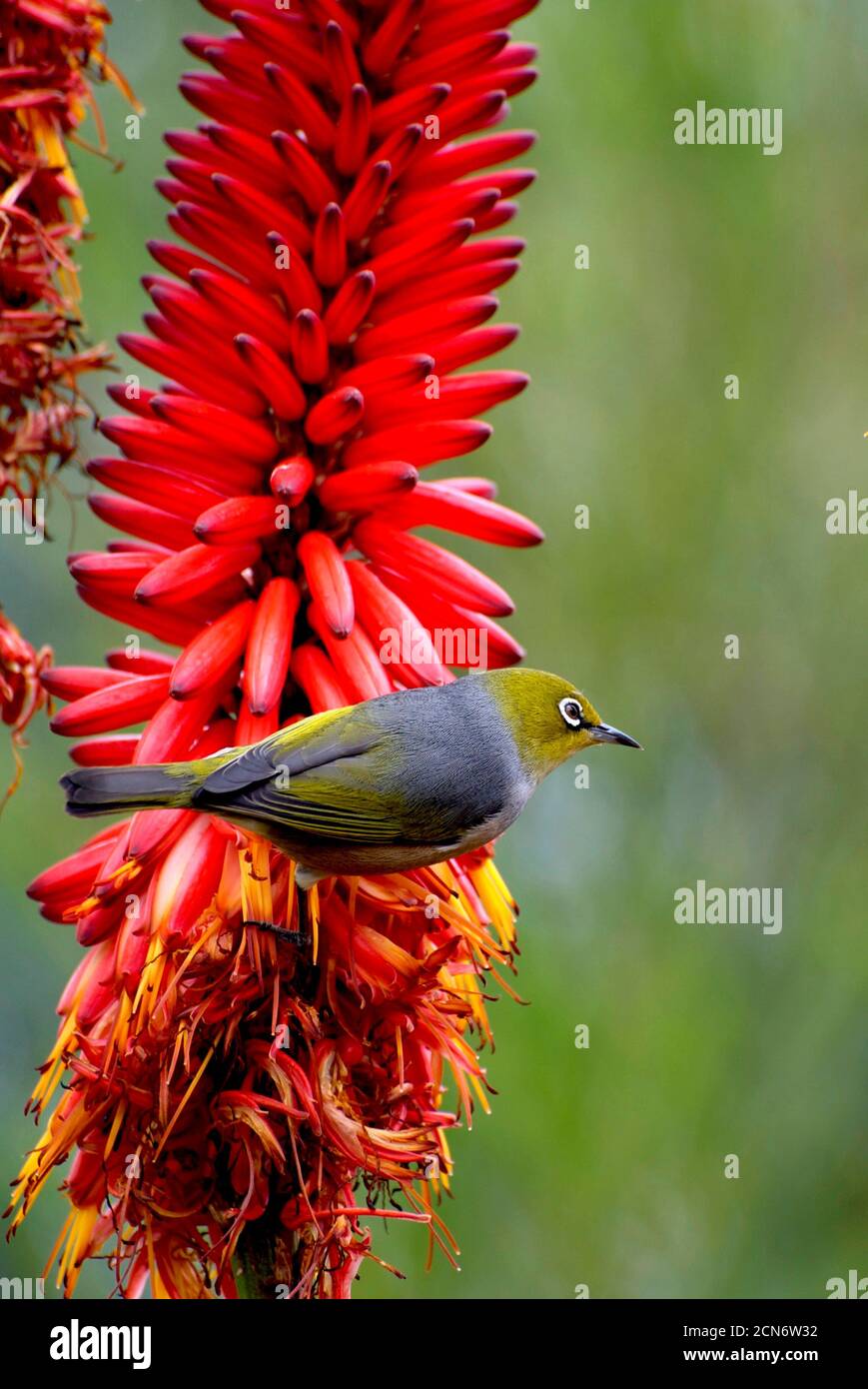 Silvereye uccello su rosso cactus fiore Foto Stock