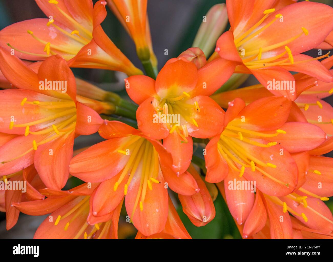 Fiori arancioni da vicino e in full frame Foto Stock