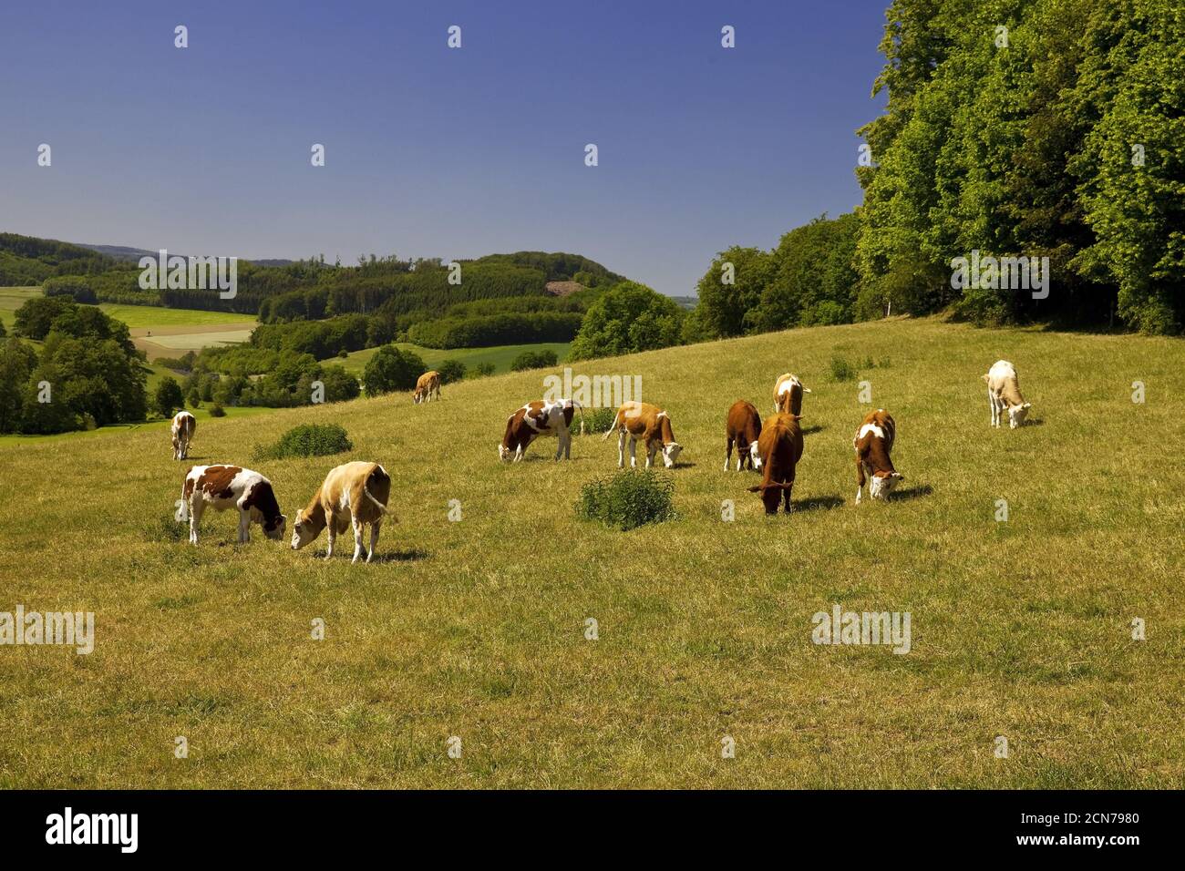 Paesaggio con mucche, Sundern, Sauerland, Nord Reno-Westfalia, Germania, Europa Foto Stock