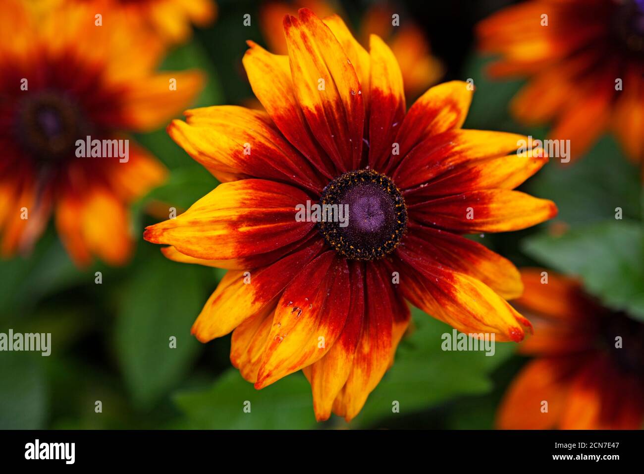 un grande fiore giallo con rosso e viola Foto Stock