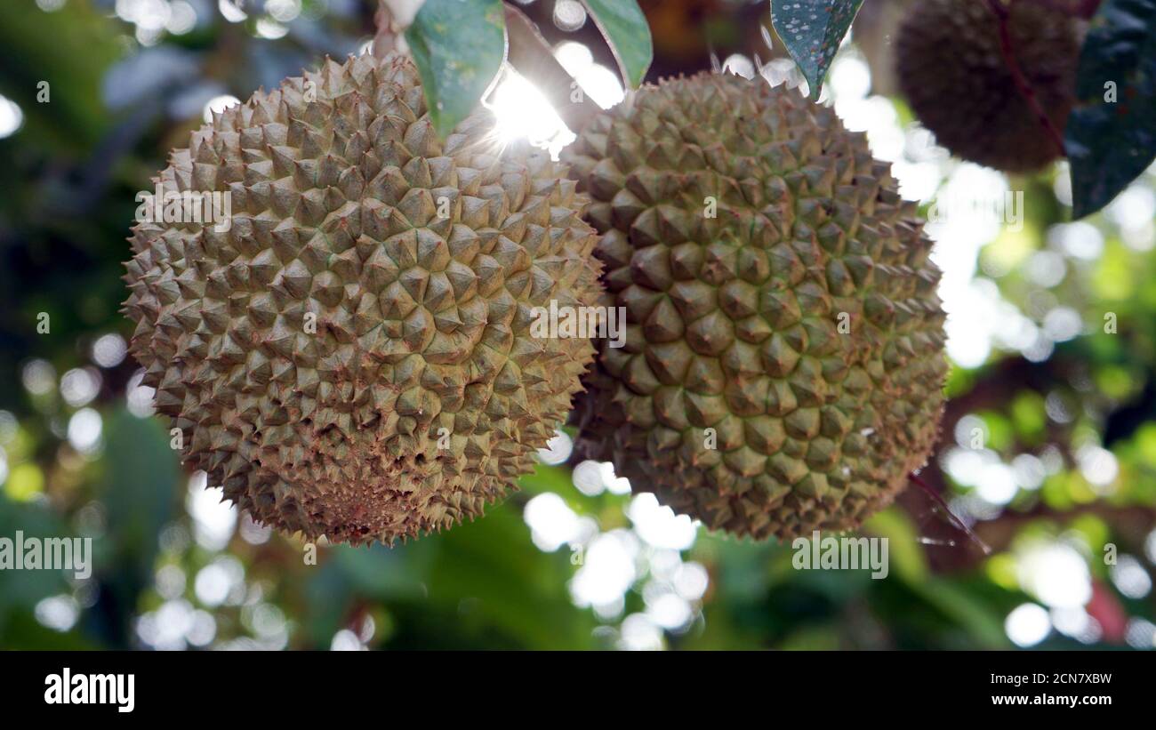 Primo piano di frutta dura Foto Stock