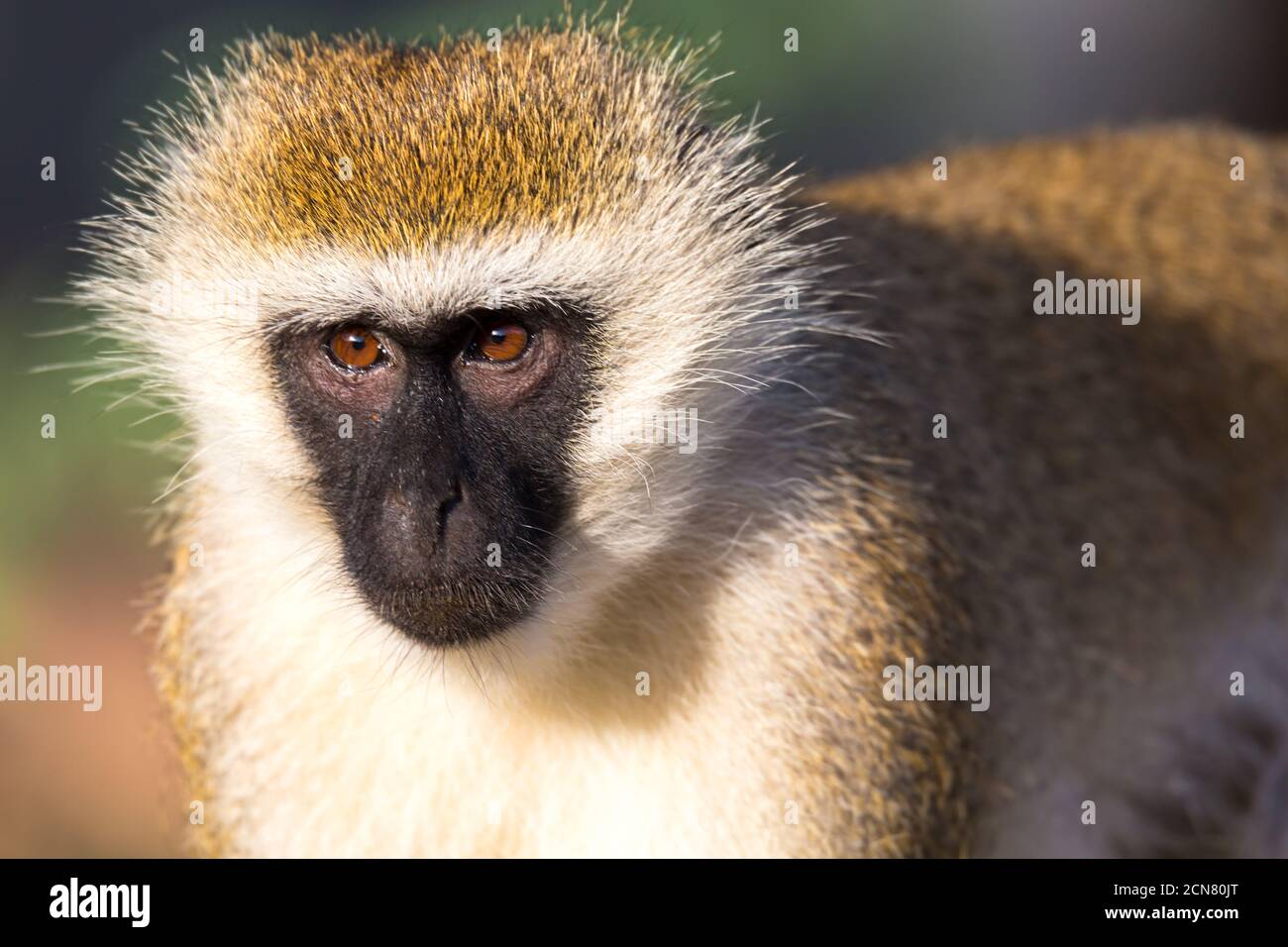 Il ritratto di una scimmia nella savana del Kenya Foto Stock