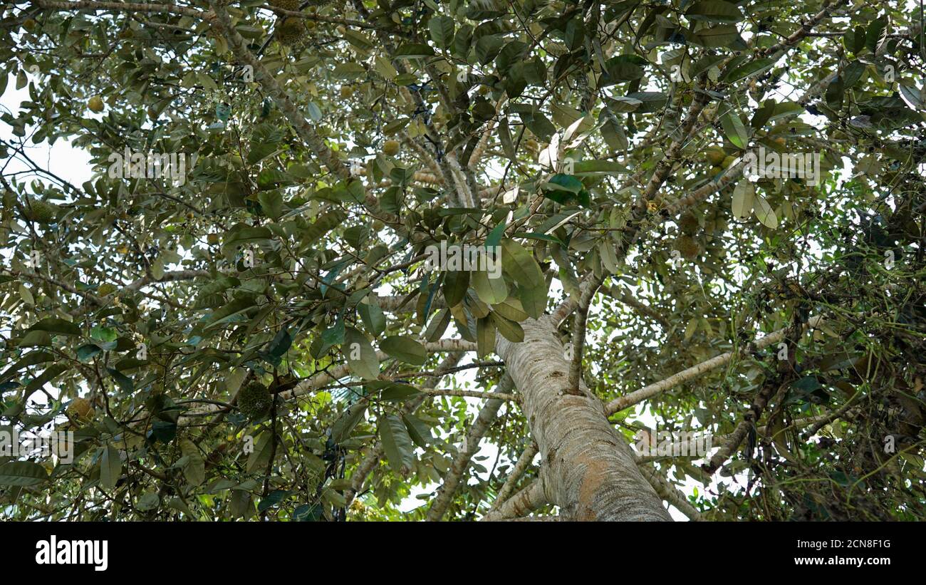 vista dell'albero duriano al mattino Foto Stock vista dell'albero duriano al mattino Foto Stock
