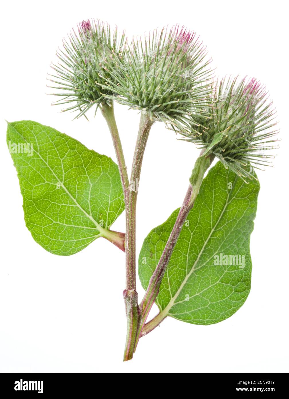 Teste di fiori di burdock prickly isolato su sfondo bianco. Foto Stock