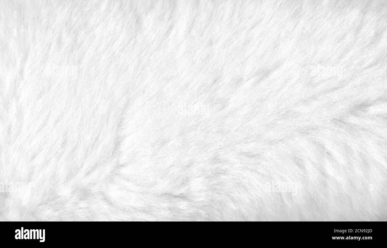 Vista ravvicinata dello sfondo in pelliccia bianca. Banner Foto Stock