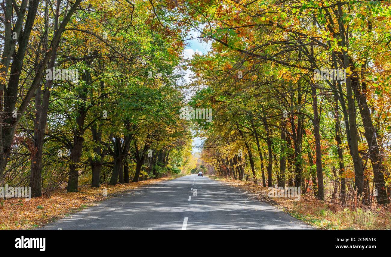 La strada che passa sotto l'arco dell'albero autunnale si dirama. Sfondo autunno naturale. Foto Stock