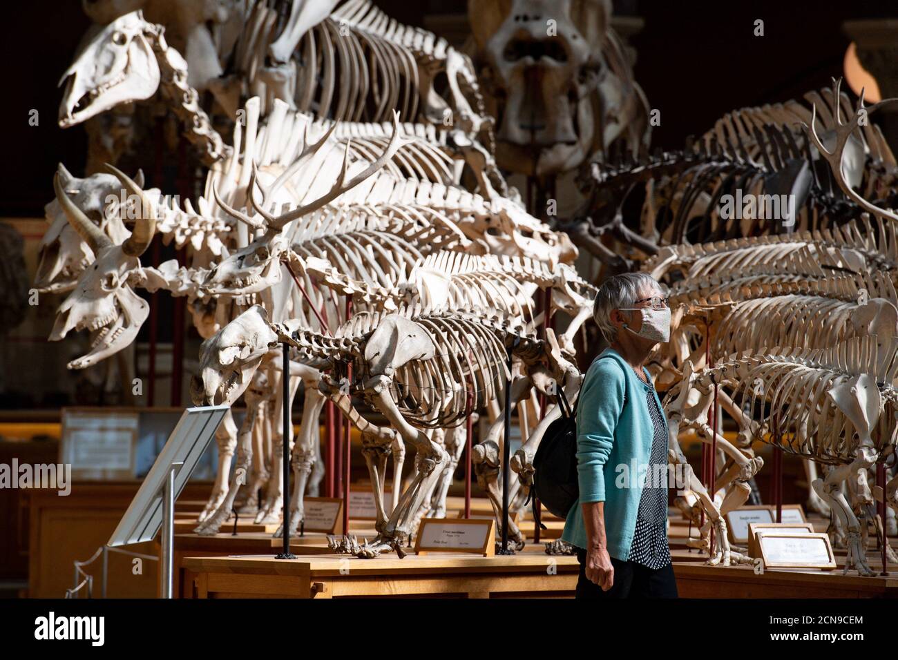 I visitatori che indossano i DPI osservano le collezioni di paleontologia presso l'Oxford University Museum of Natural History, durante il giorno di apertura dell'anteprima. I visitatori saranno accolti nuovamente dopo la chiusura del museo a causa della pandemia del coronavirus. Foto Stock