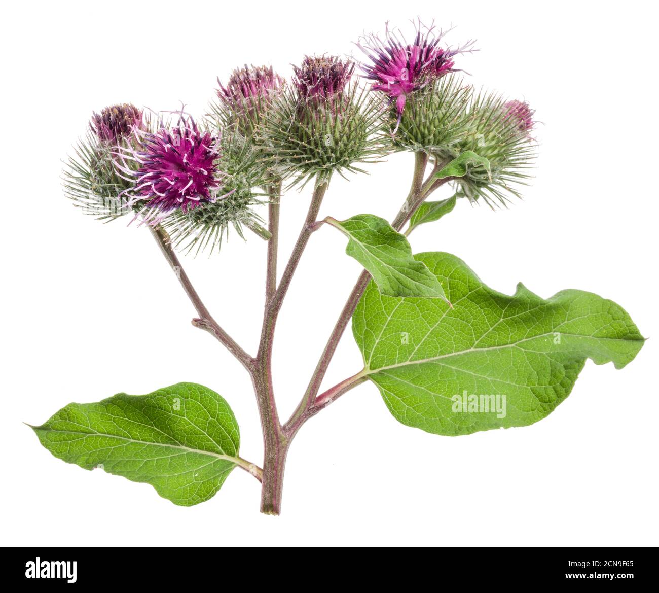 Teste di fiori di burdock prickly isolato su sfondo bianco. Foto Stock
