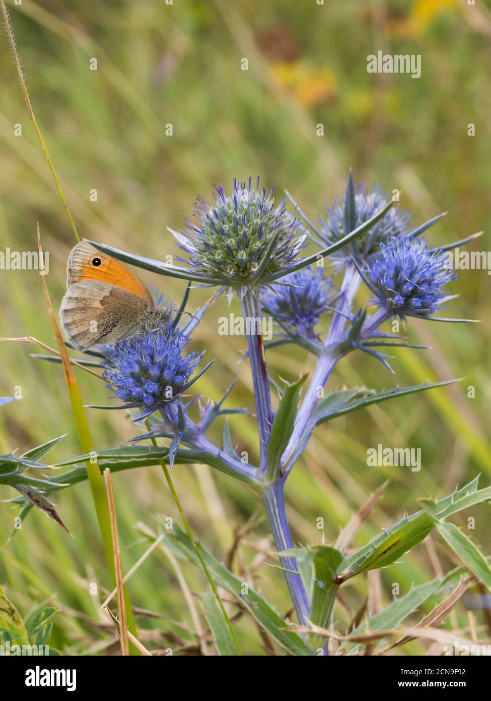 Piccola farfalla di brughiera, lat Coenonympha pamphilus, su una bella eryngo italiana o ametista pianta di mare agile sul prato, lat Eryngium amethystinum Foto Stock