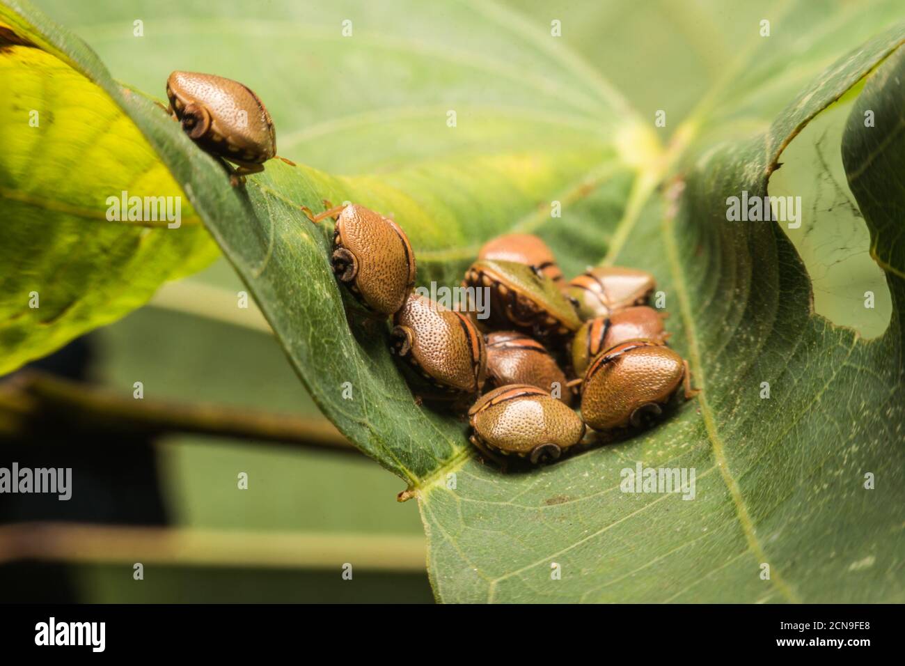 Gruppo di Bug su foglia, gruppo di Betle marrone insetto Sun Pest. Eurygaster Integriceps Pest di colture cerealicole Foto Stock