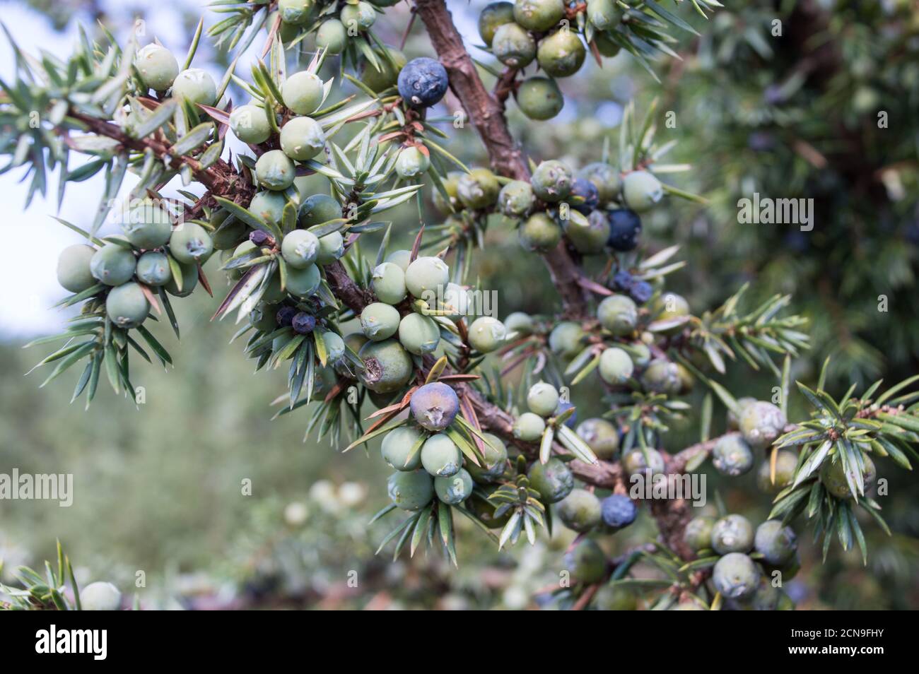 Filiale di Juniper piena di bacche, Juniperus communis, dall'Europa, dalla Croazia Foto Stock