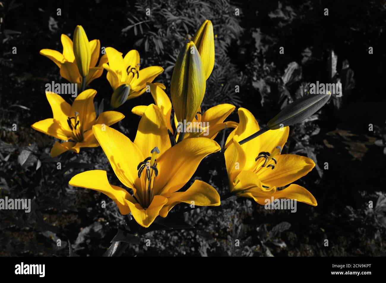 Giglio di fiori gialli luminosi su sfondo nero sfocato. Primo piano. Foto Stock