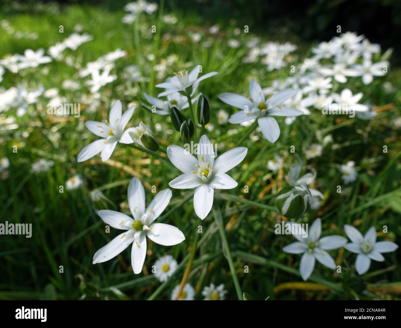 giardino stella-di-Betlemme, giglio d'erba, pisolino-a-mezzogiorno, (Ornithogalum umbellatum), pianta fiorente Foto Stock