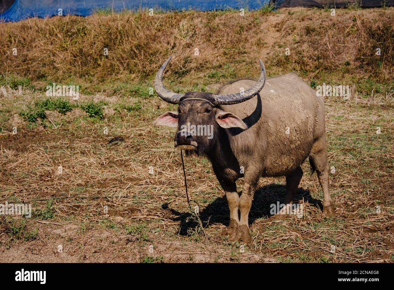 Thailandia bufalo mangiare erba con uccelli, campagna Thailandia, Pai, Chiang mai Provincia Foto Stock