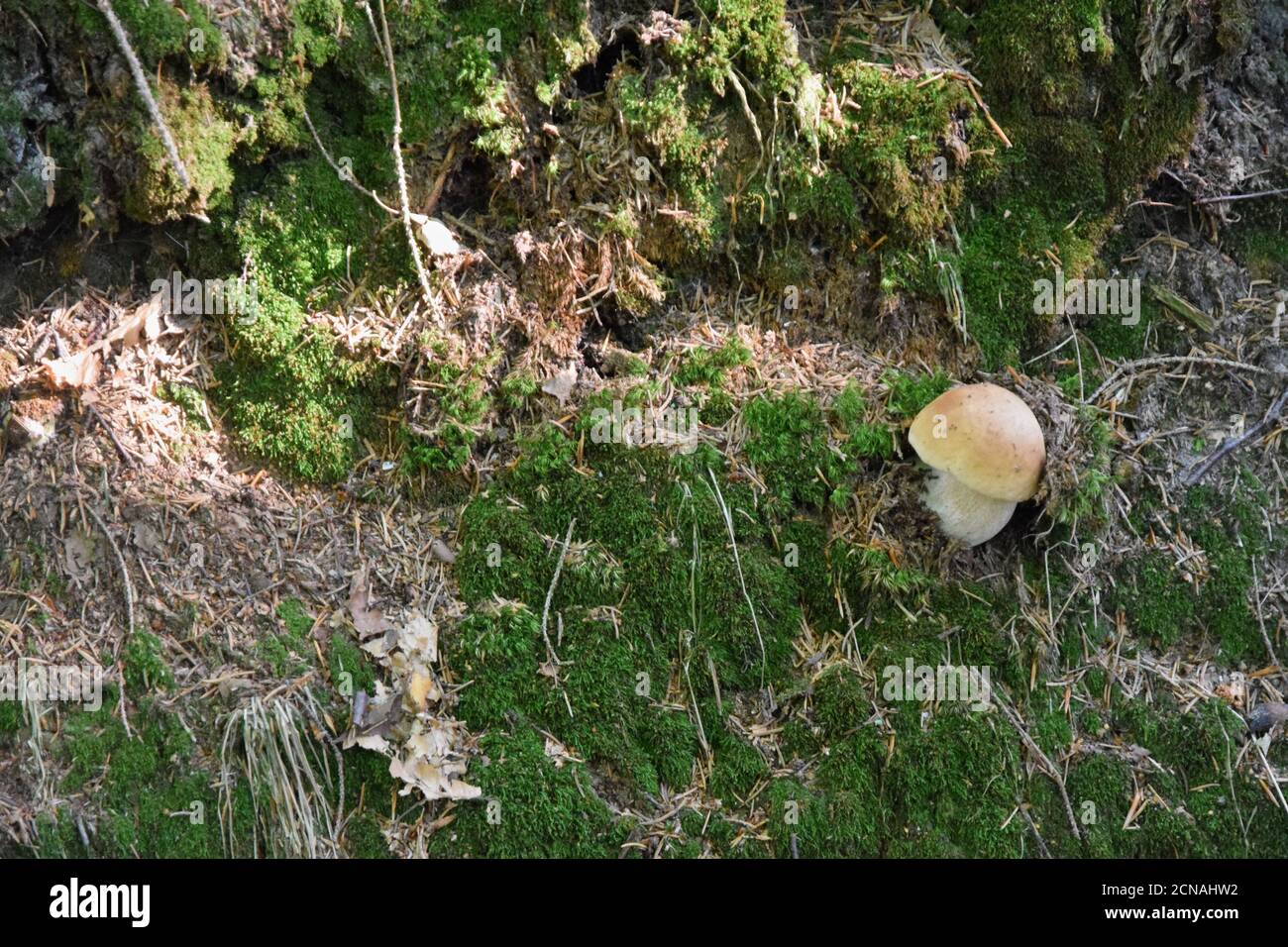 Re Bolete o cep, penny bun o porcini, il nome latino Boletus edulis è delizioso salice di funghi commestibili distribuiti in Europa, Asia, Nord America. Foto Stock