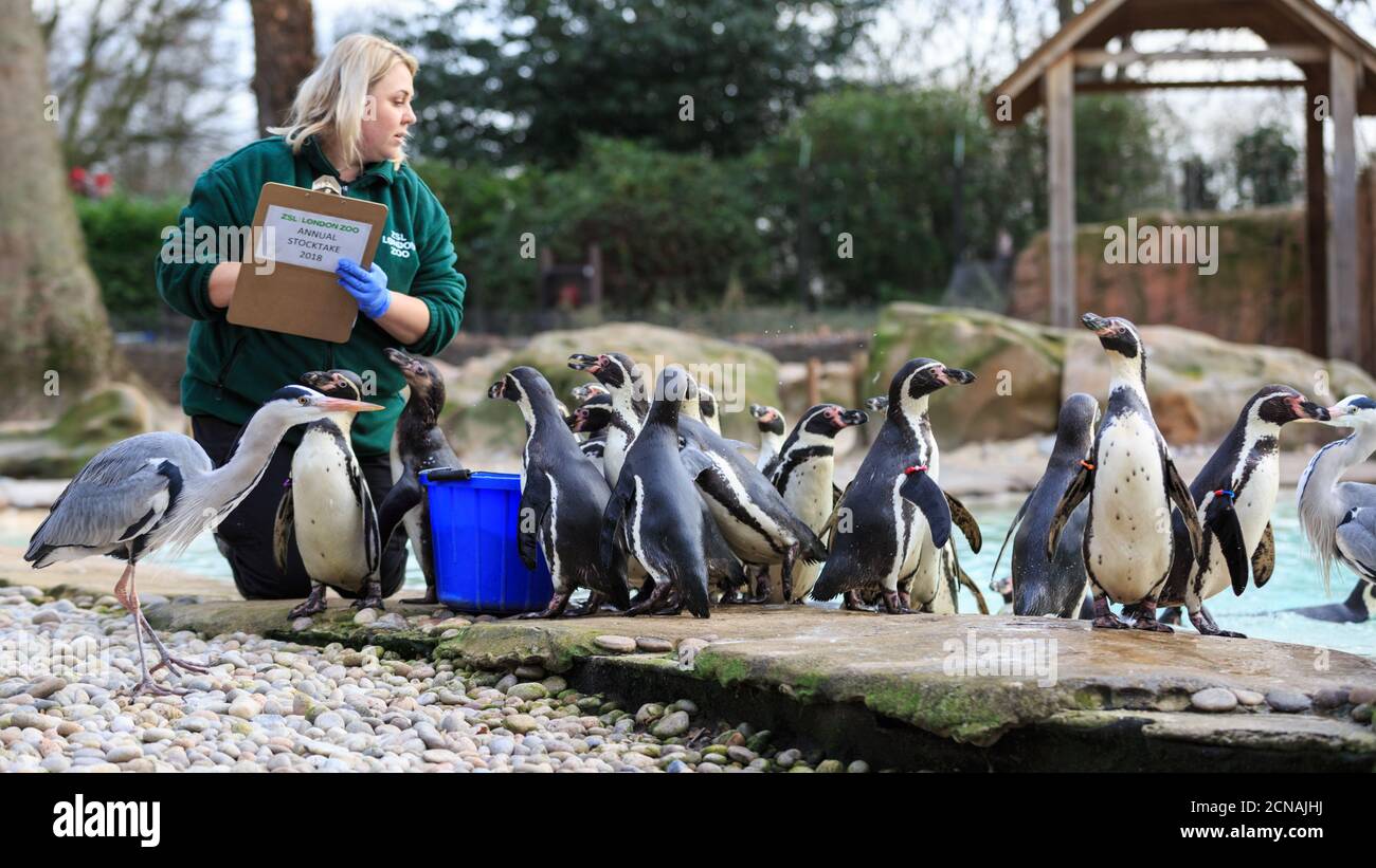 ZSL London Zoo Keeper Zuzanna conta i pinguini Humboldt (Speniscus humboldti) alla borsa annuale. Foto Stock