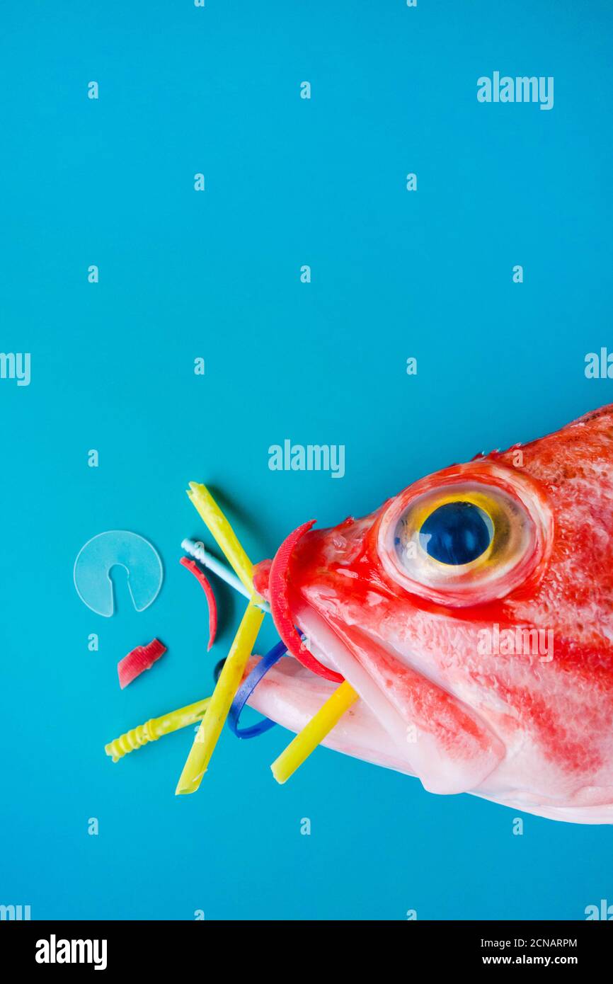 Pesce rosso (Rosefish di Blackbelly) su sfondo blu, mangia plastica e microplastica. Concetto di inquinamento negli oceani. Foto Stock