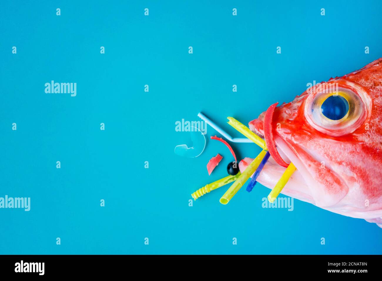 Pesce rosso (Rosefish di Blackbelly) su sfondo blu, mangia plastica e microplastica. Concetto di inquinamento negli oceani. Foto Stock
