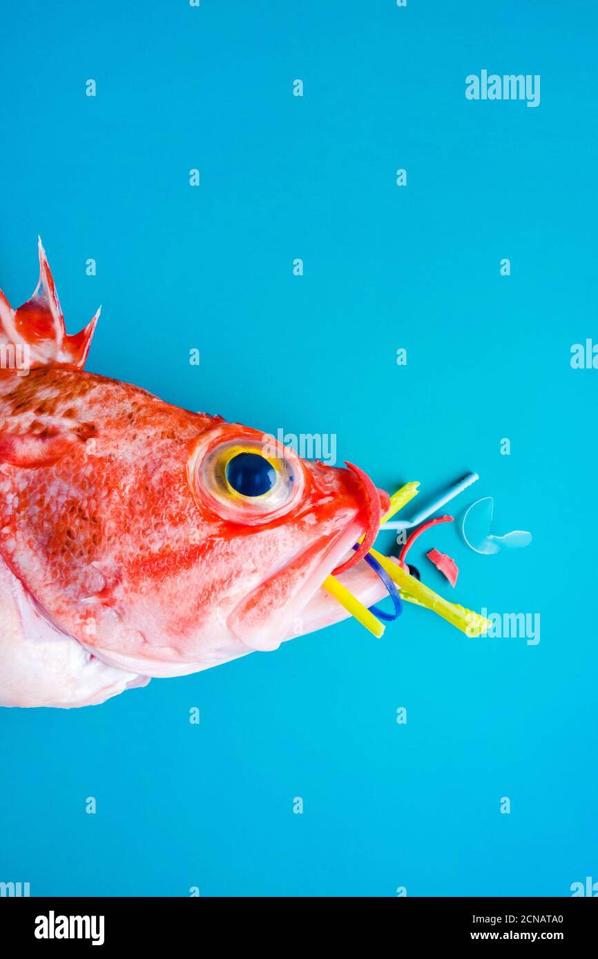 Pesce rosso (Rosefish di Blackbelly) su sfondo blu, mangia plastica e microplastica. Concetto di inquinamento negli oceani. Foto Stock