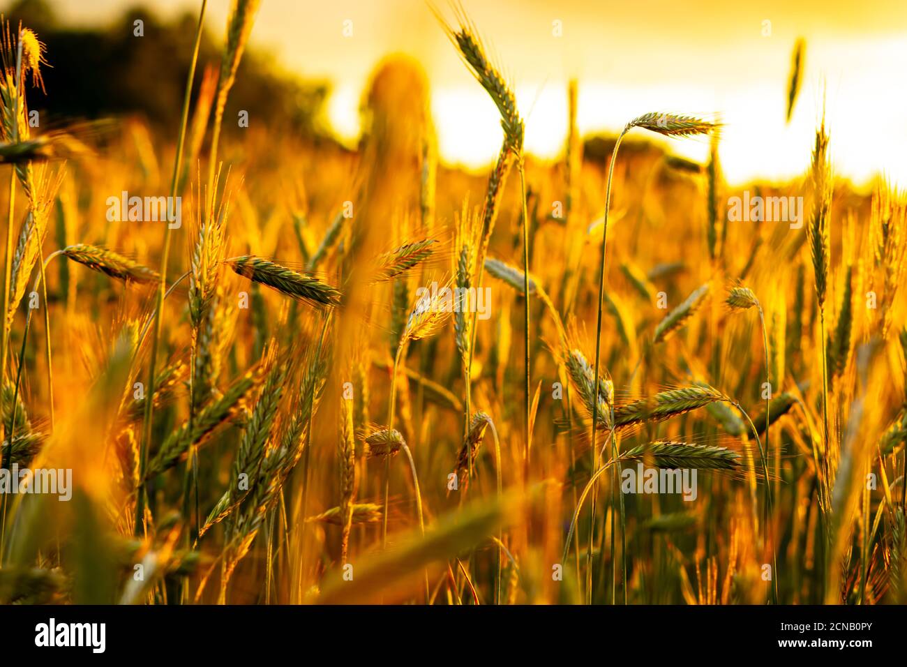 Campo di grano al tramonto Foto Stock