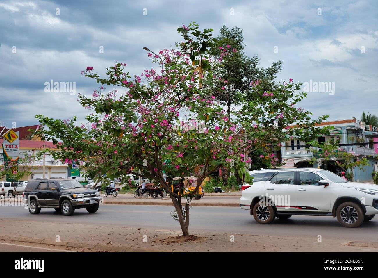 Cambogia, Siem Reap 12/08/2018 giri in auto lungo la strada, l'albero fiorisce con fiori rosa, il tempo nuvoloso Foto Stock
