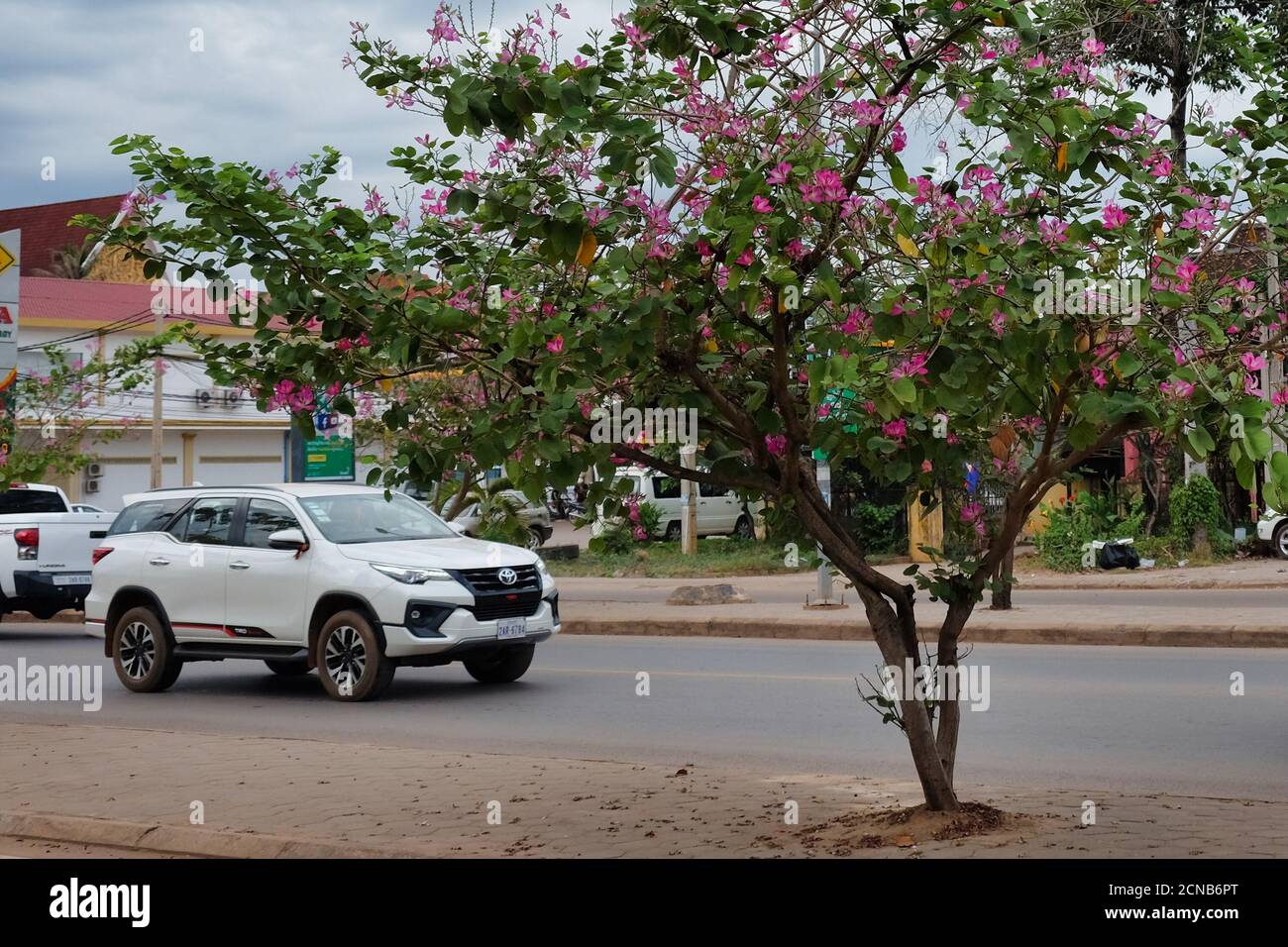 Cambogia, Siem Reap 12/08/2018 giri in auto lungo la strada, l'albero fiorisce con fiori rosa, il tempo nuvoloso Foto Stock