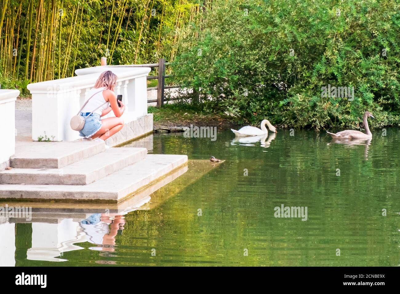 Una ragazza scatta foto su uno smartphone di cigni galleggianti in uno stagno nel Parco delle culture del Sud, Adler, Sochi, Russia. Foto Stock