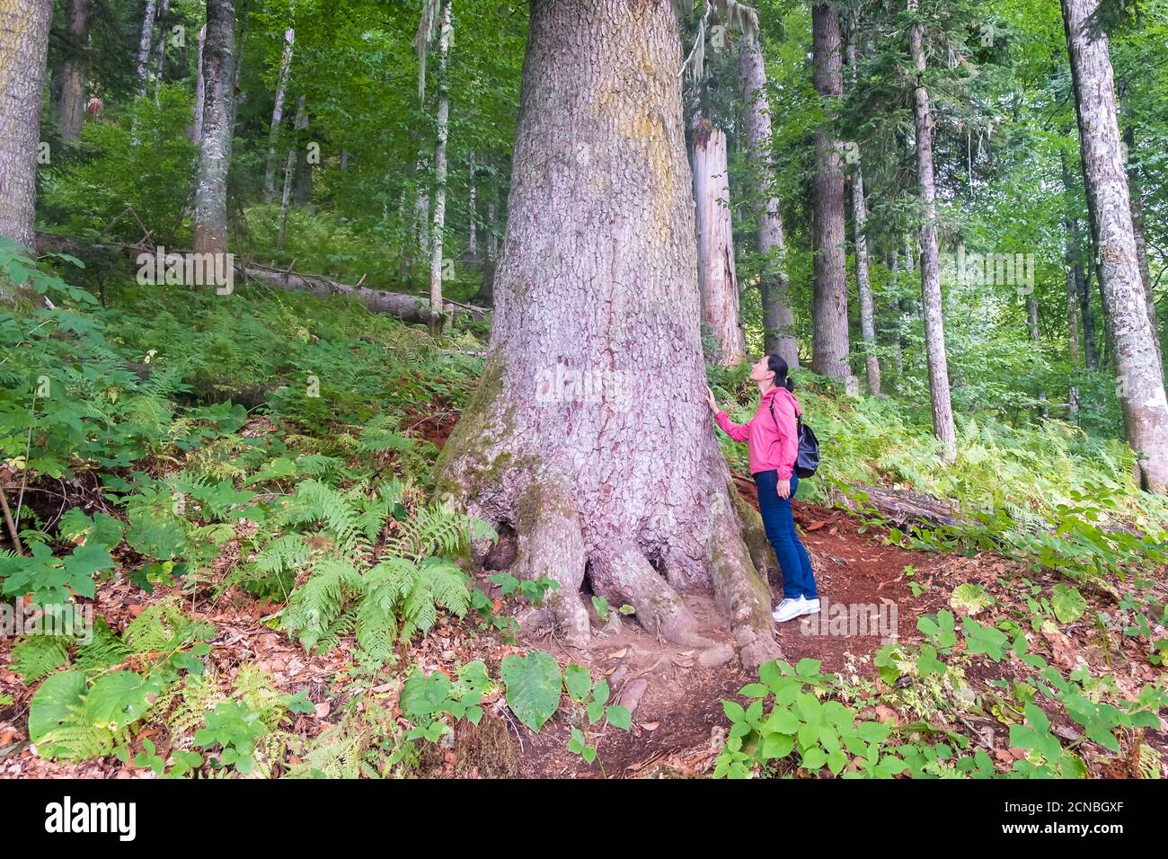 Girl turista cammina nella foresta e guarda l'antica foresta, natura e studio concetto. Krasnaya Poliana, sochi, russia. Foto Stock