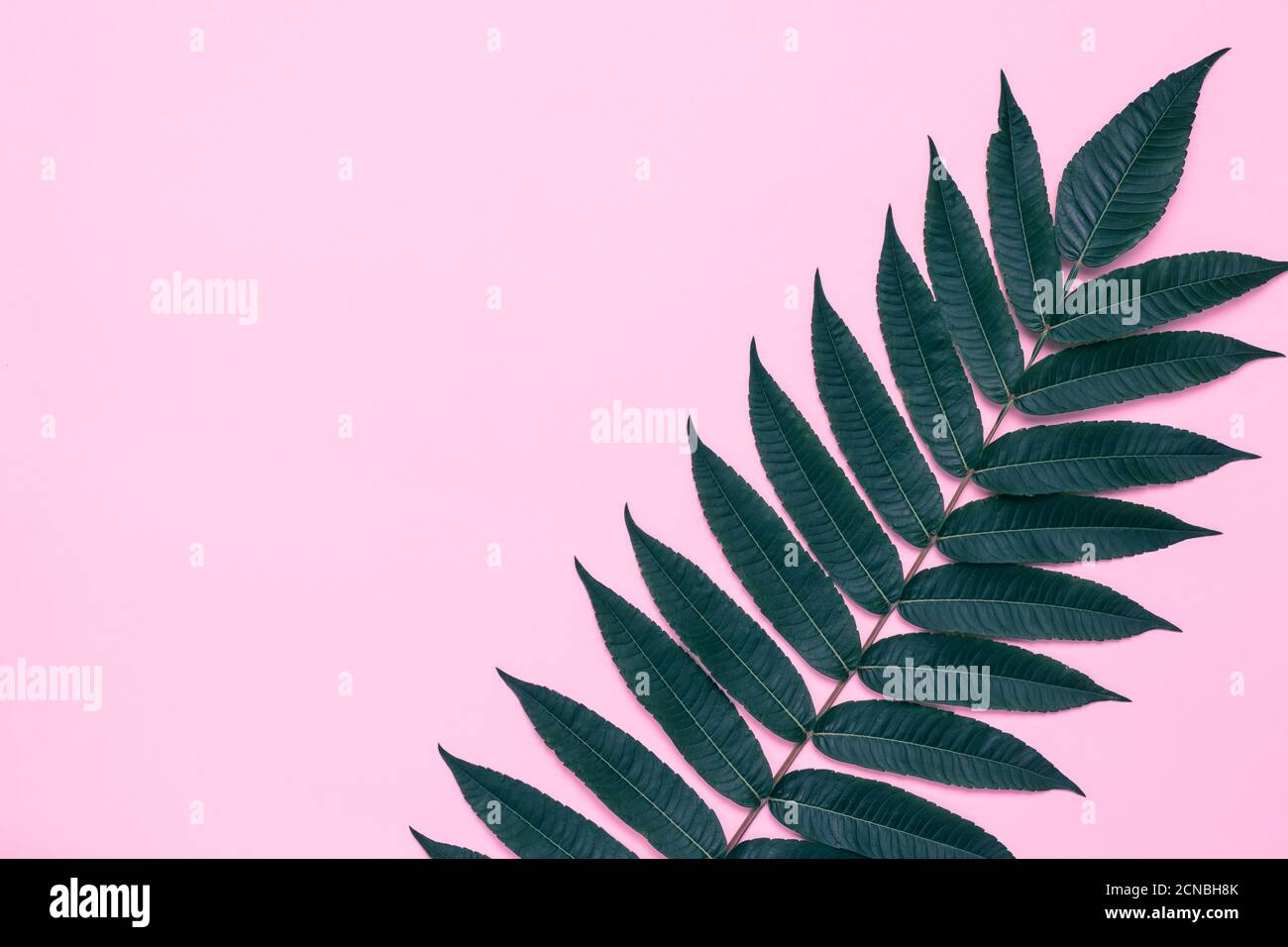 Sfondo di carta rosa con ramo d'albero, foglie di palma verde scuro, mockup estivo con motivo a foglia. Spazio vuoto per il testo, spazio per la copia. Murpap tropicale Foto Stock Sfondo di carta rosa con ramo d'albero, foglie di palma verde scuro, mockup estivo con motivo a foglia. Spazio vuoto per il testo, spazio per la copia. Murpap tropicale Foto Stock