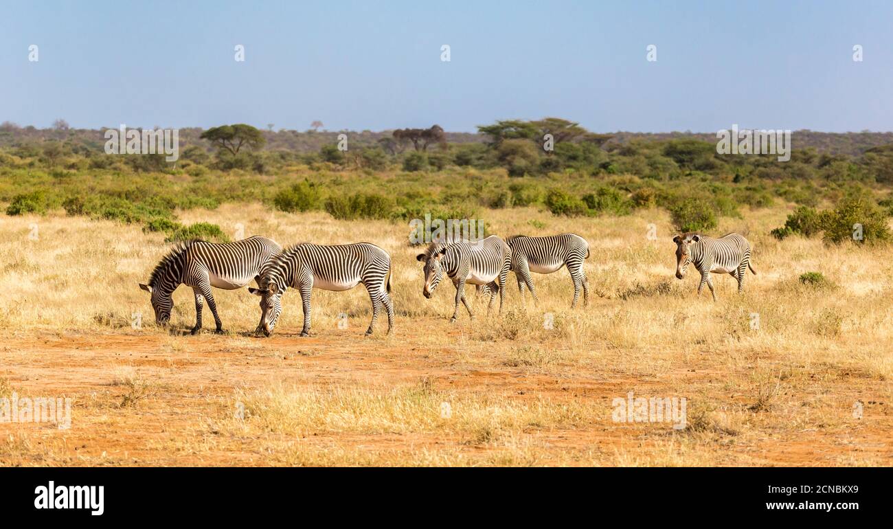 Grande mandria con zebre che pascolano nella savana del Kenya Foto Stock