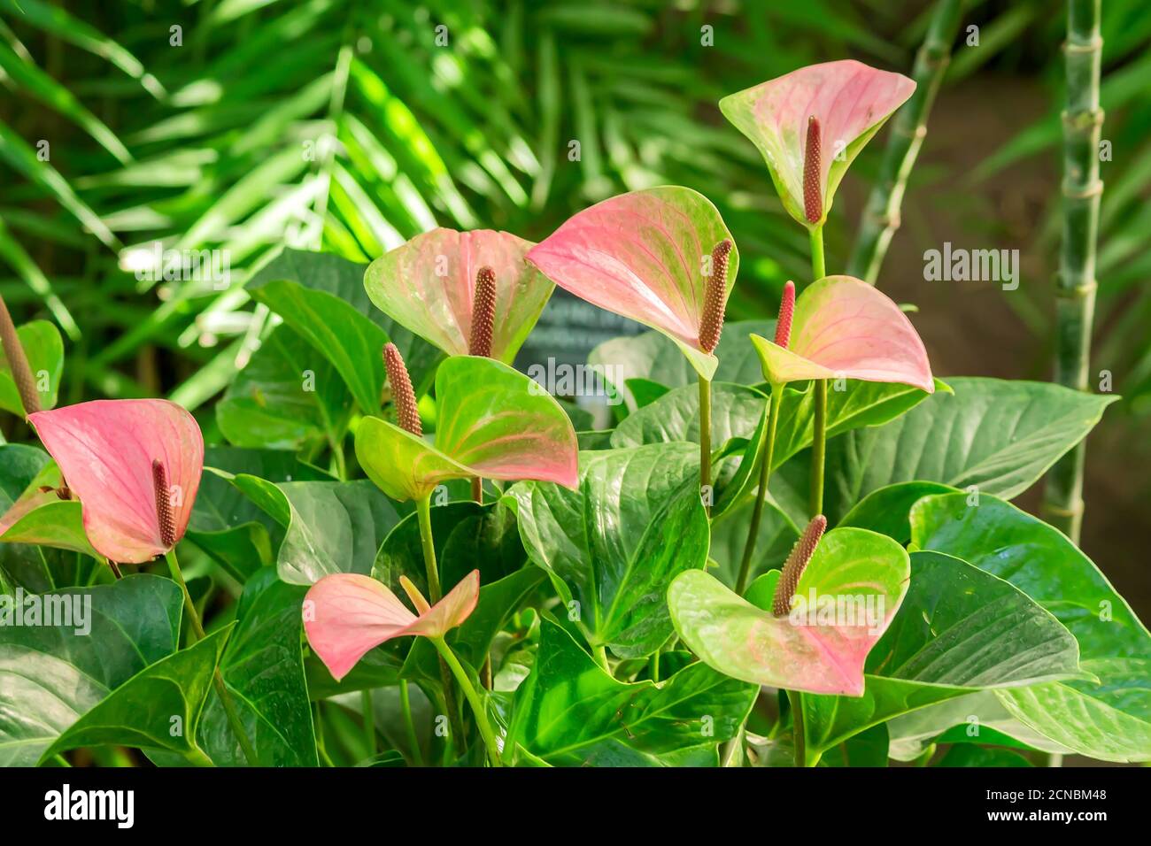 Fiori di anthurium rosa in fiore nel giardino tropicale. Sfondo naturale Foto Stock