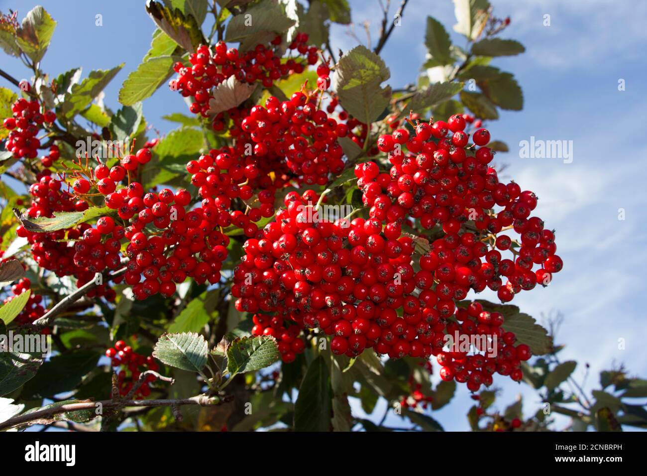 I fiori bianchi in primavera del comune Whitebeam impollinano e si sviluppano nelle bacche rosso brillante dell'autunno. Questi servono per fare pubblicità agli uccelli Foto Stock