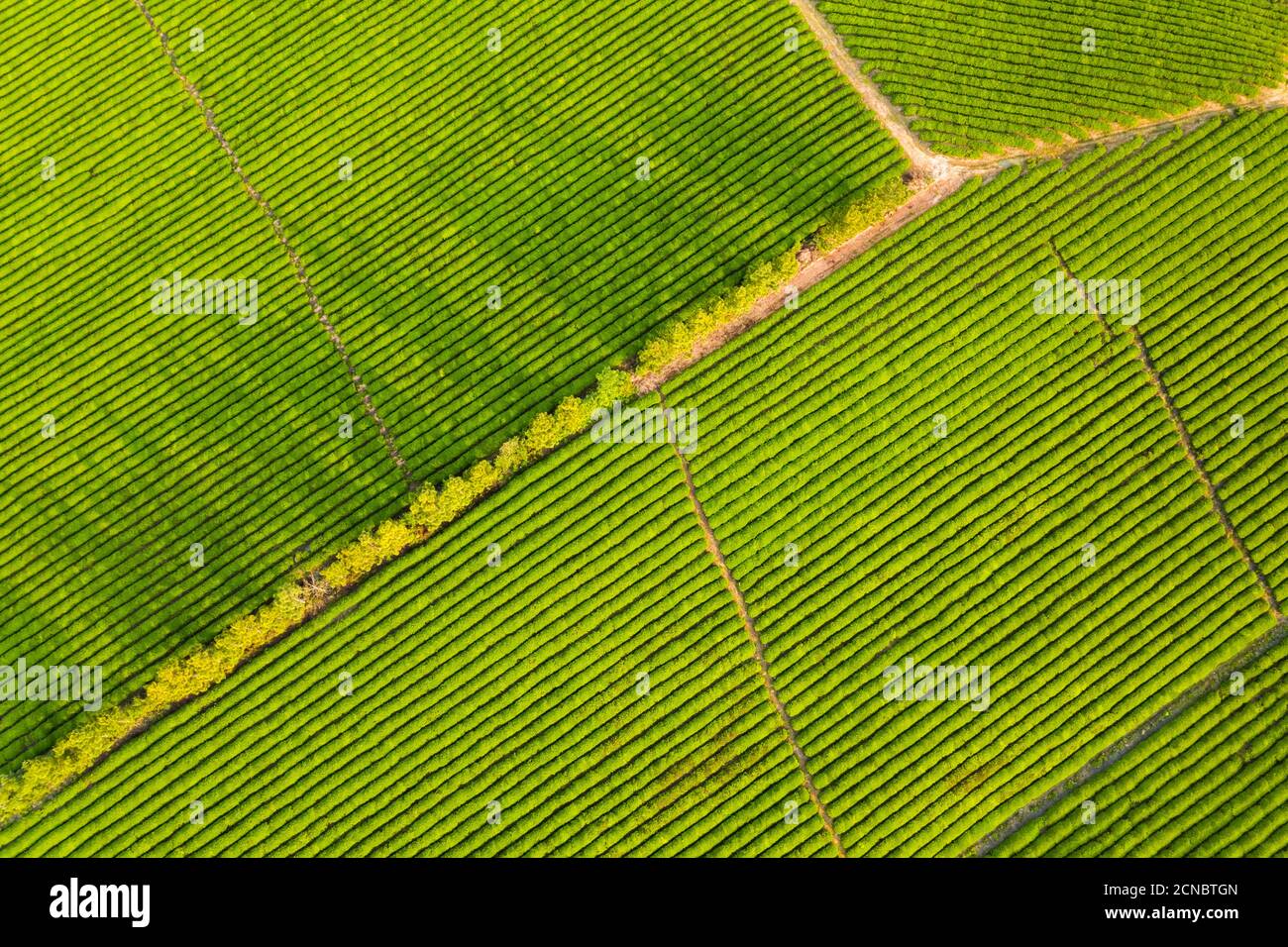 vista aerea della fattoria del tè Foto Stock
