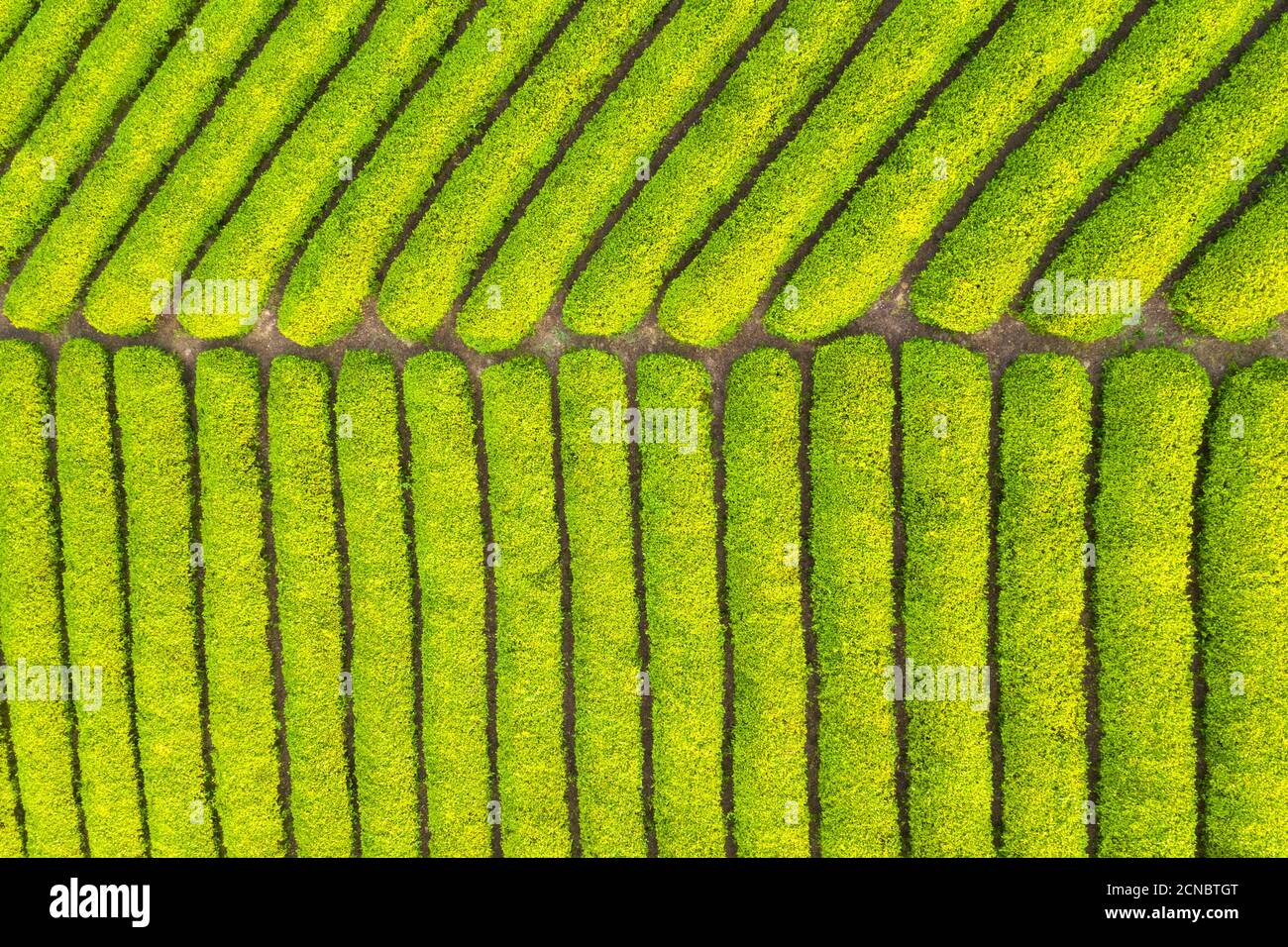 tè fattoria closeup Foto Stock