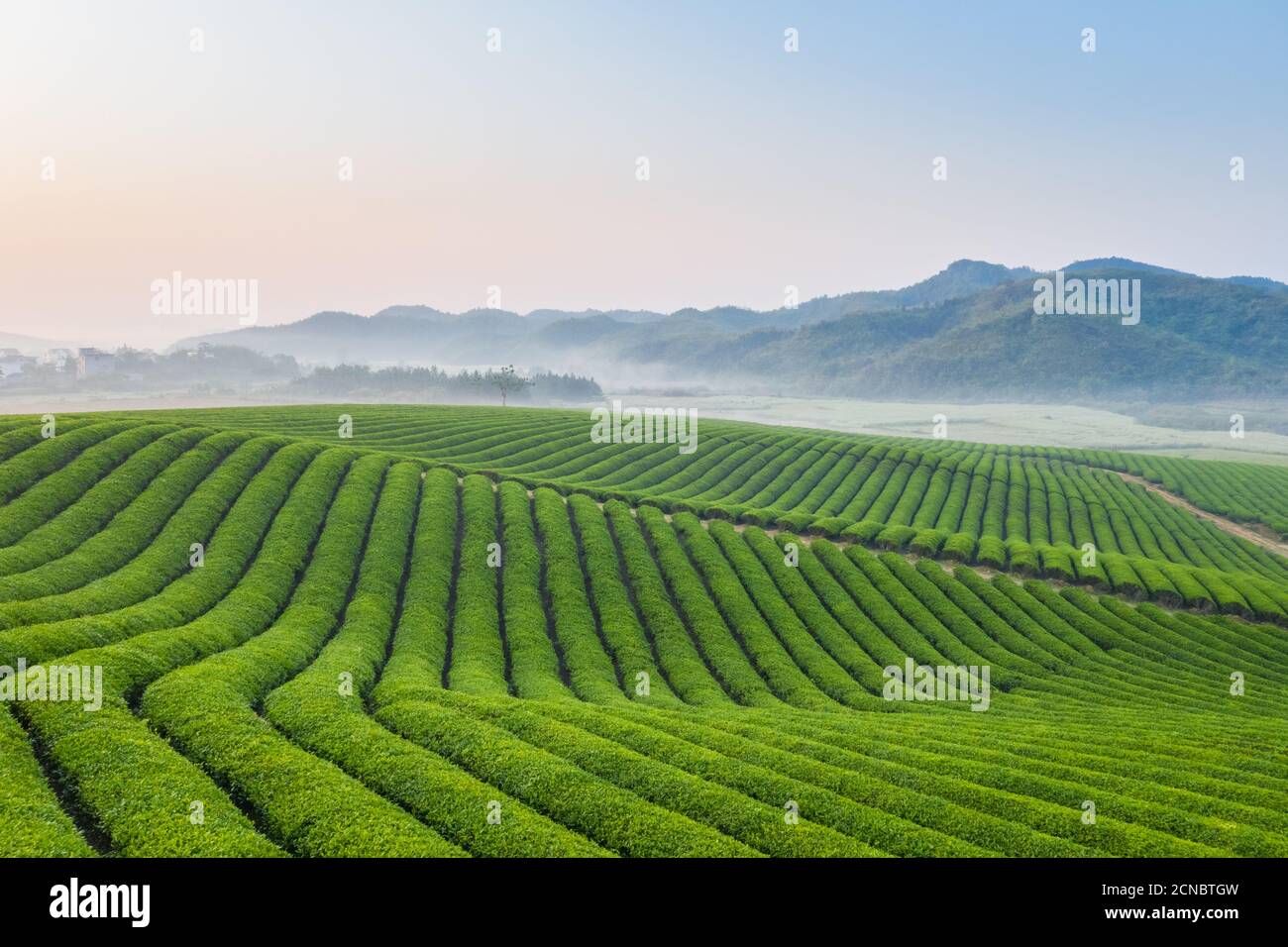 il paesaggio della fattoria del tè Foto Stock