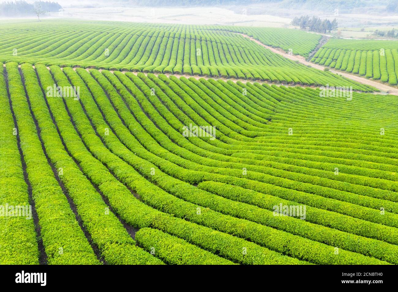 bella fattoria del tè Foto Stock