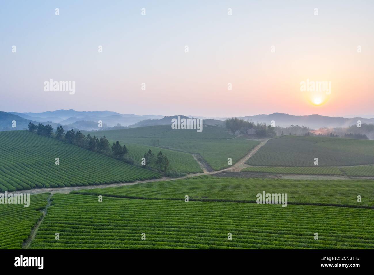 fattoria di tè all'alba Foto Stock