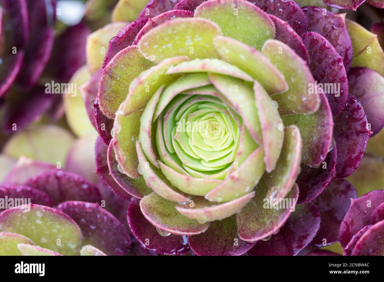 closeup di pianta succulente fresco Foto Stock