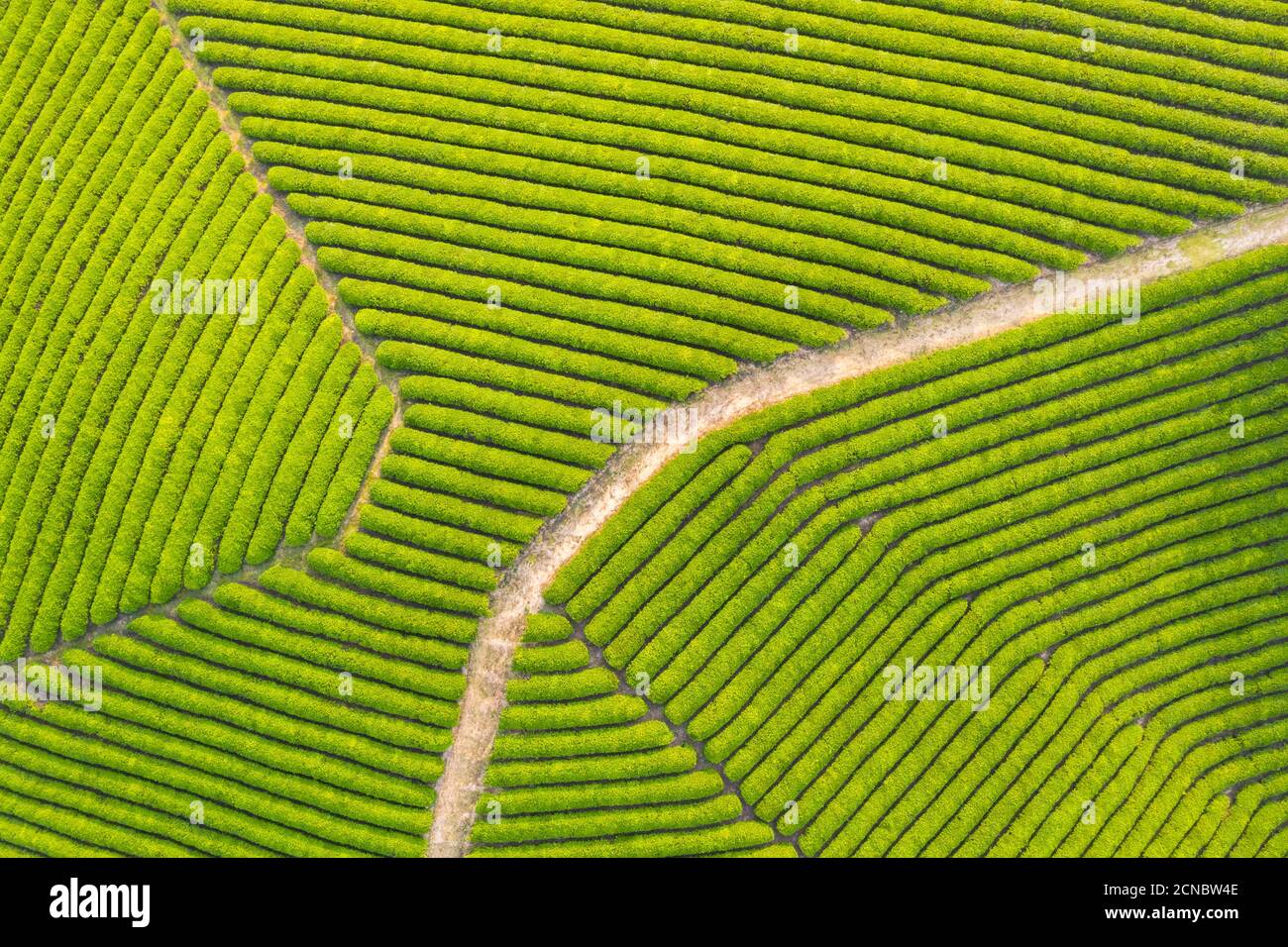 vista aerea della fattoria del tè Foto Stock